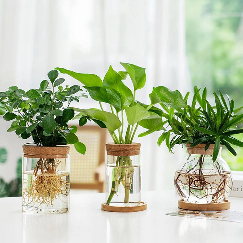 Mini Hydroponic Flower Pot