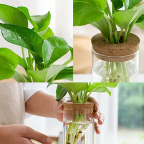 Mini Hydroponic Flower Pot