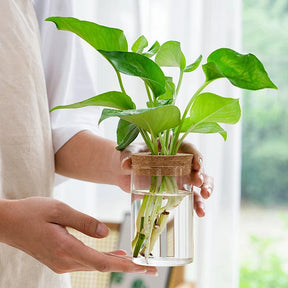 Mini Hydroponic Flower Pot